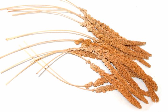 trosgierst frans rood 17kg