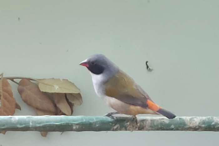 estrilda melanotis dufresne