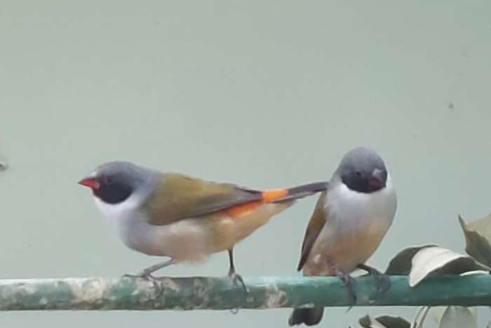 estrilda melanotis dufresne