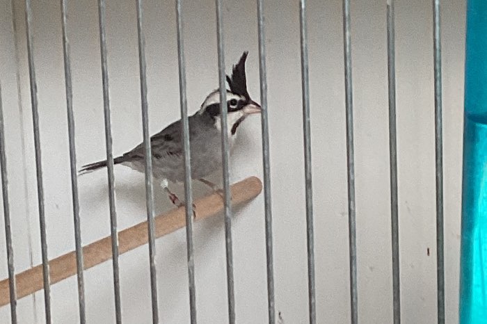 boliviaanse bergkardinalen