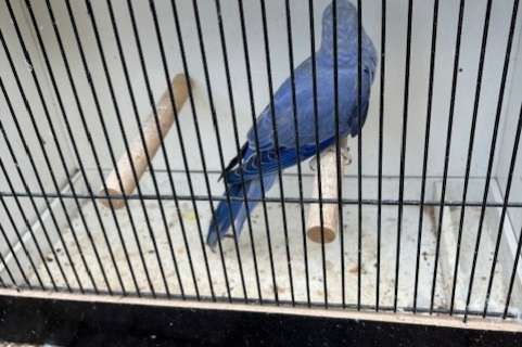 halsband mannen met dna