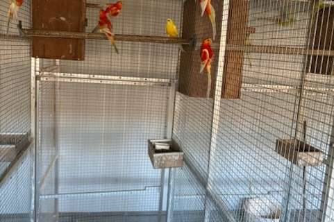 koppels rubino oranje roodruggen