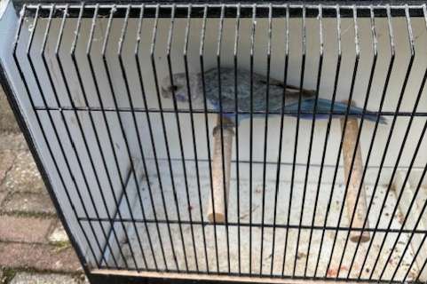 pastel blauwe rozella