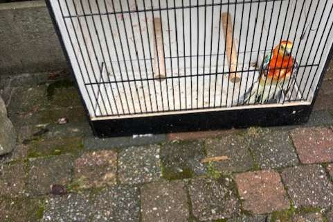 opaline oranje roodruggen