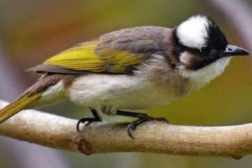 mooie buulbuuls broedkoppels en jongen mooie prijs