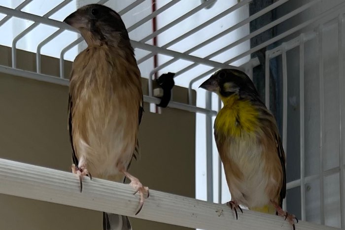 citroenborst edelzanger ( serinus citrinipectus)