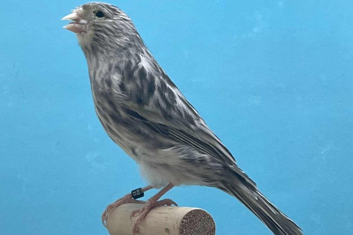 diverse kleuren topaas