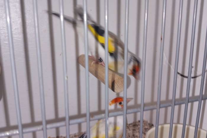 majoorputters 2025/2024