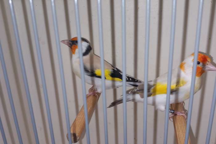 majoorputters 2025/2024