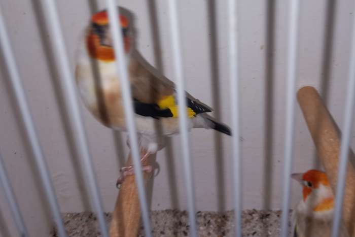 majoorputters 2025/2024