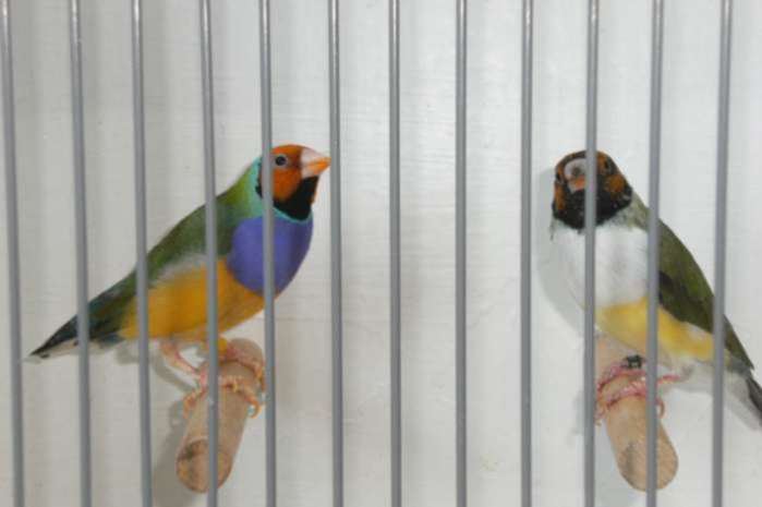 vogelmarkt heerde zaterdag 15 november 2025