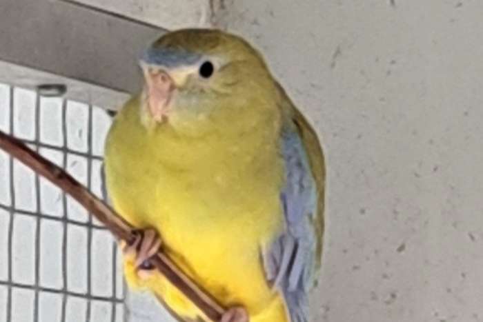 turquoisine parkieten