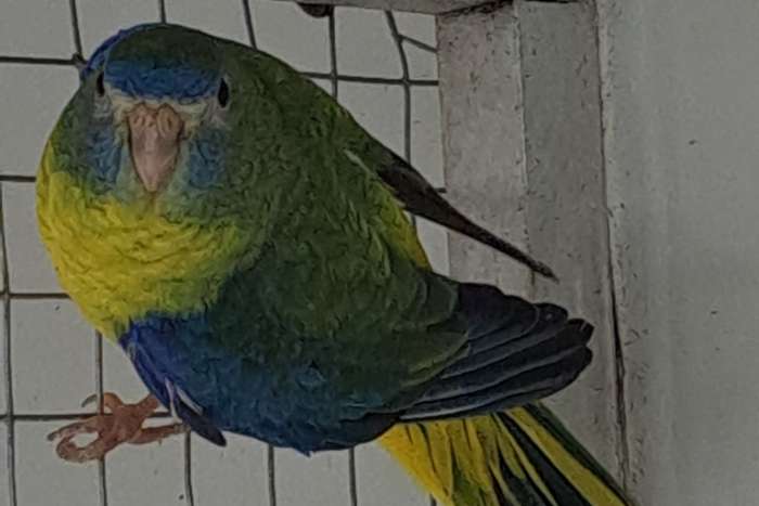 turquoisine parkieten