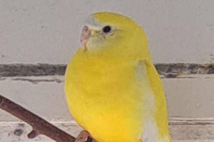 turquoisine parkieten