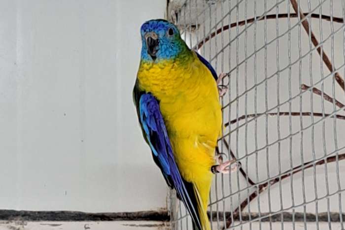 turquoisine parkieten