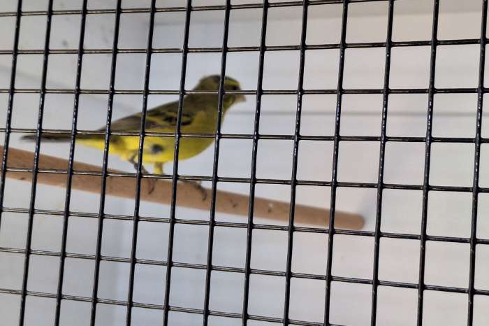 zwavelgele dikbekcini man