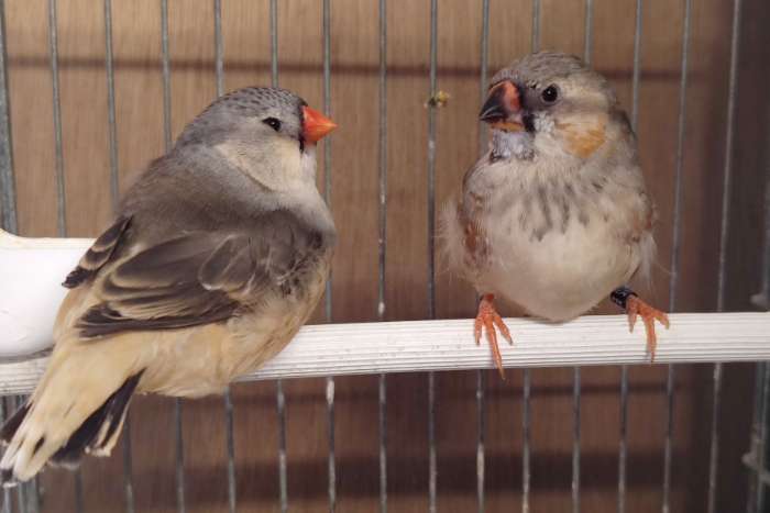 koppel zebravinken uit orb zwb gr serie