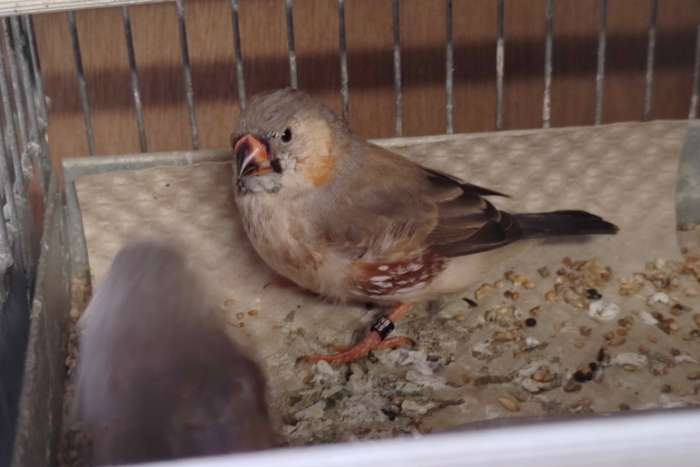 koppel zebravinken uit orb zwb gr serie