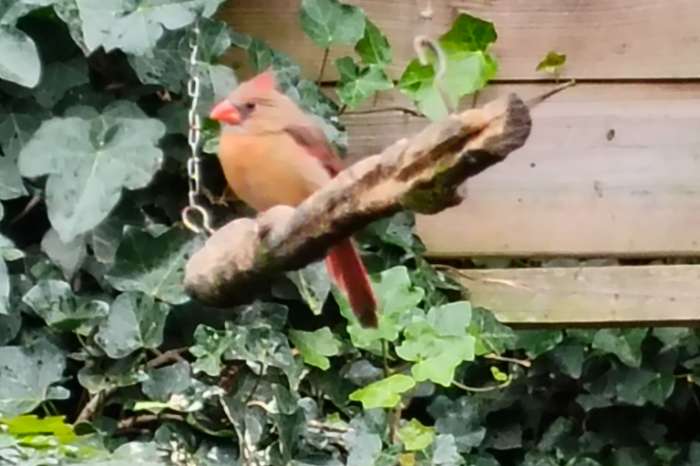 ruilen rode kardinaal voor roodkuif