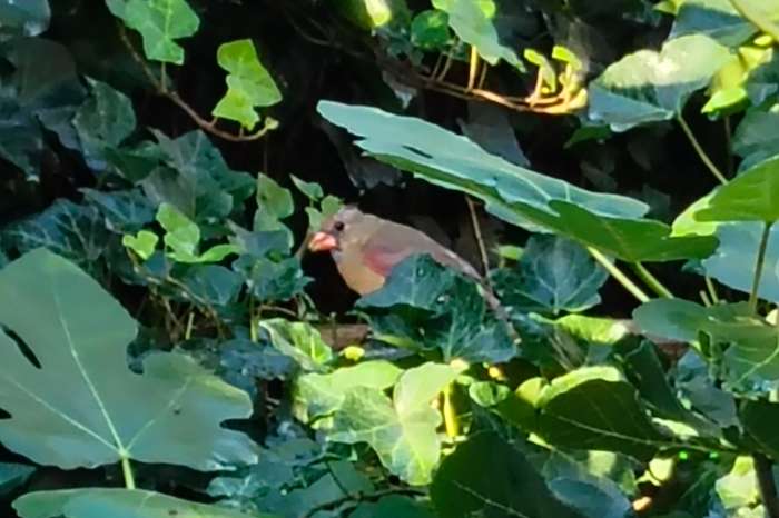 rode kardinaal poppen