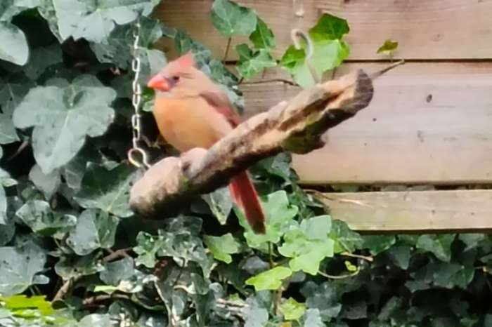 rode kardinaal poppen