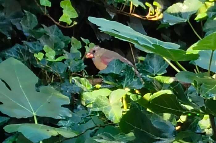 rode kardinaal poppen