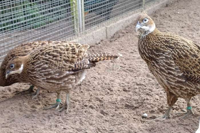 himalaya glansfazant - glansfazanten broed 2025