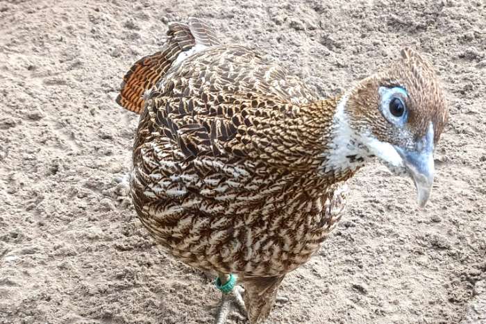 himalaya glansfazant - glansfazanten broed 2025