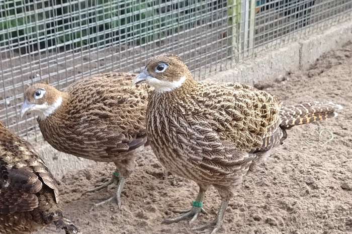 himalaya glansfazant - glansfazanten broed 2025