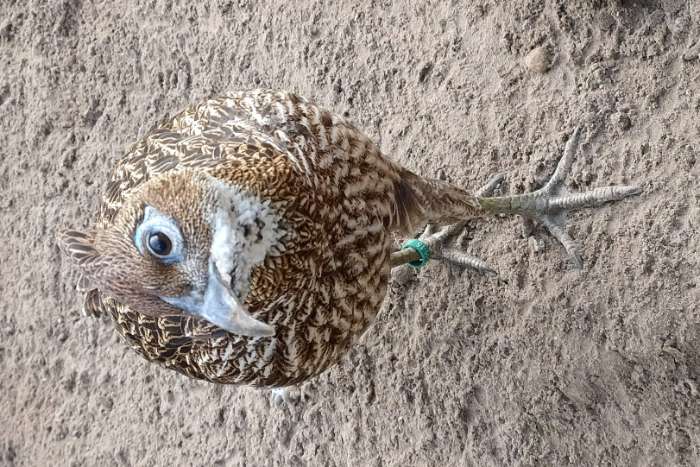 himalaya glansfazant - glansfazanten broed 2025