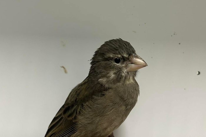 1-1 witkeel edelzangers