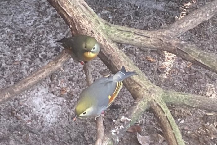 1-1 japanse nachtegalen