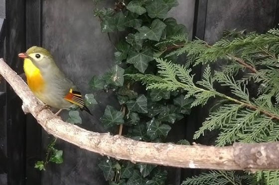 1-1 japanse nachtegalen