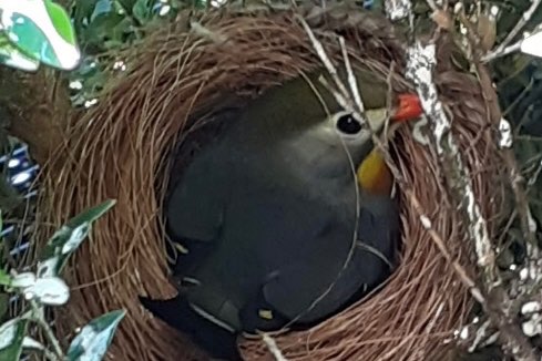 1-1 japanse nachtegalen