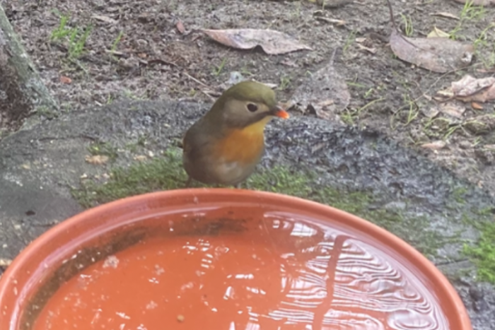 1-1 japanse nachtegalen