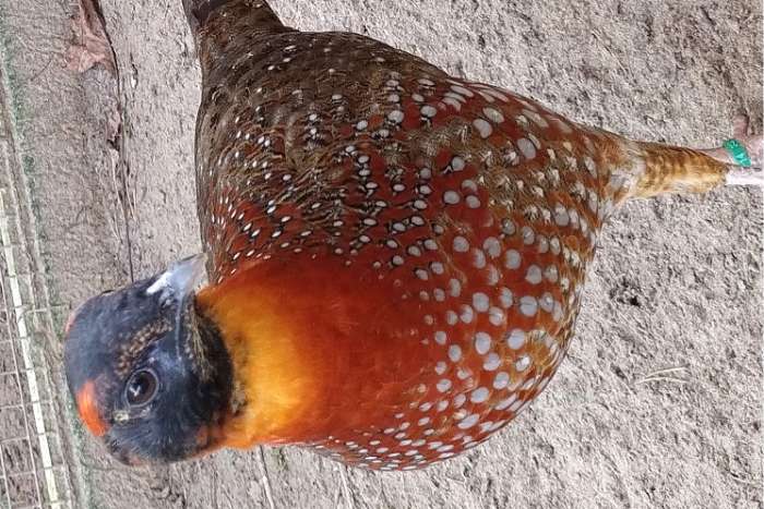 temminck tragopaan - tragopan - tragopanen broed 2025