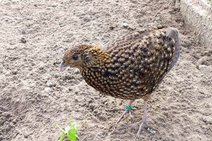 temminck tragopaan - tragopan - tragopanen broed 2025