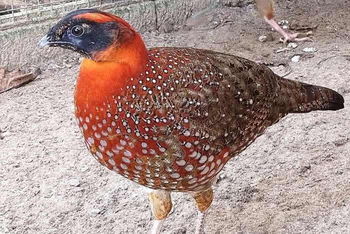 temminck tragopaan - tragopan - tragopanen broed 2025