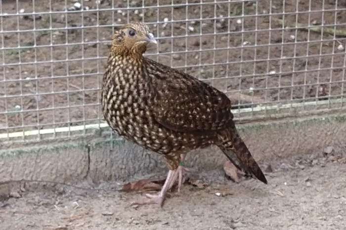 temminck tragopaan - tragopan - tragopanen broed 2025