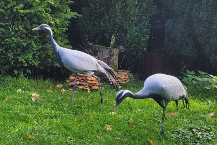 te koop: jufferkraanvogel 1-1