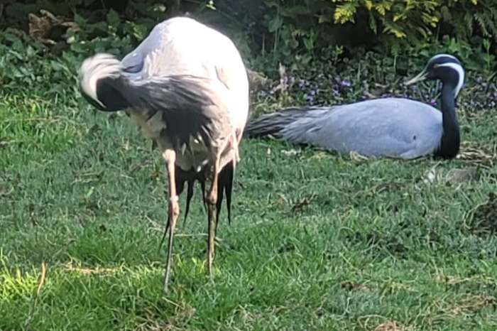 te koop: jufferkraanvogel 1-1