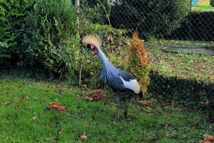 te koop: grijze kroonkraanvogel 0-1
