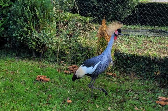 te koop: grijze kroonkraanvogel 0-1