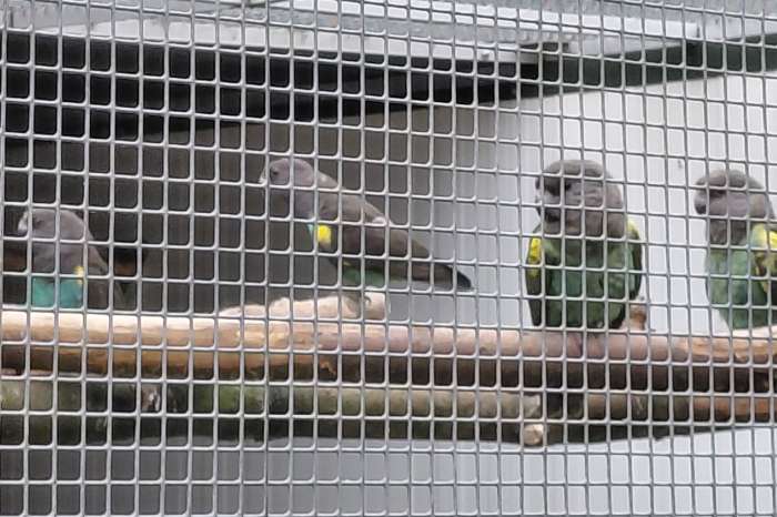 1-1 poicephalus meyeri damarensis/meyer-papegaaien en nakweek