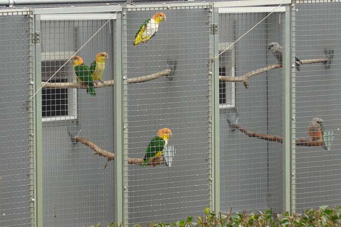 1-1 geeldij-roestkopcaique's (witbuik)