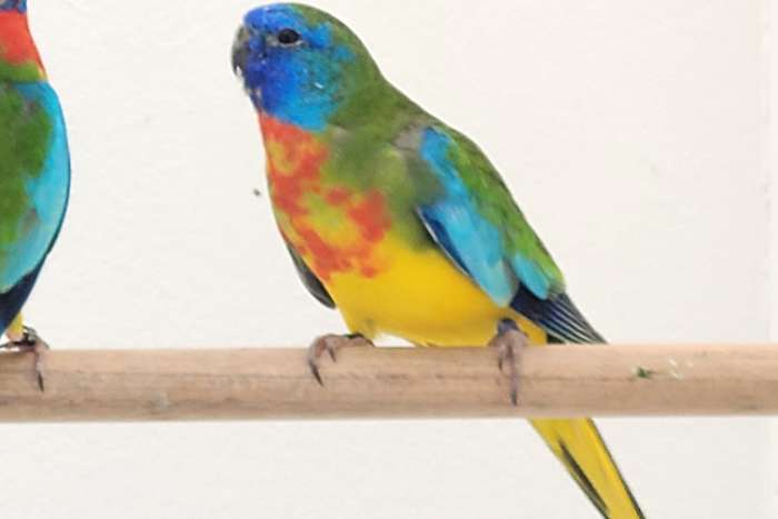 splendid parkieten wildkleur 2025.