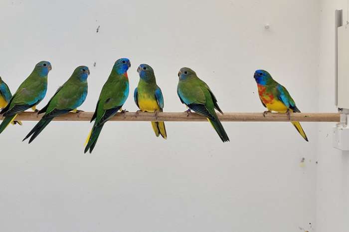 splendid parkieten wildkleur 2025.