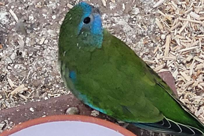 splendid parkieten wildkleur 2025.