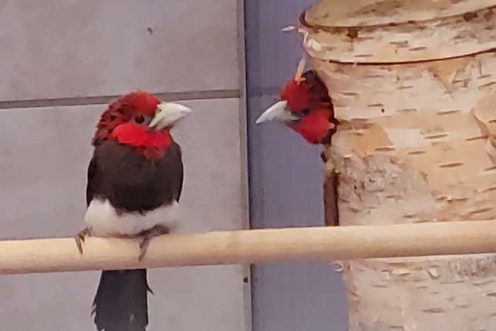2.3 brown breastet barbet (lyubius melanopterus)