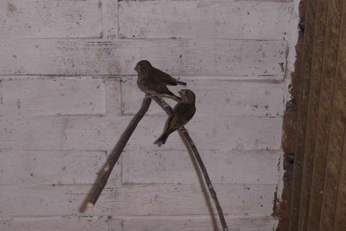 europese groenvinken